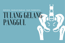 Tulang Gelang Panggul: Definisi, Bagian-Bagian, dan Fungsinya