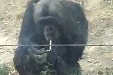 Simpanse Merokok bak Manusia di Kebun Binatang Tiongkok