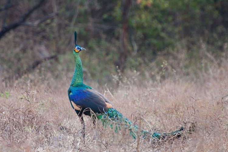 Merak Hijau Jantan di Savana Bekol, Taman Nasional Baluran, Situbondo, Jawa Timur DOK. Shutterstock/Jhon Images