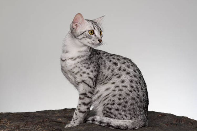 Ilustrasi kucing Egyptian Mau.