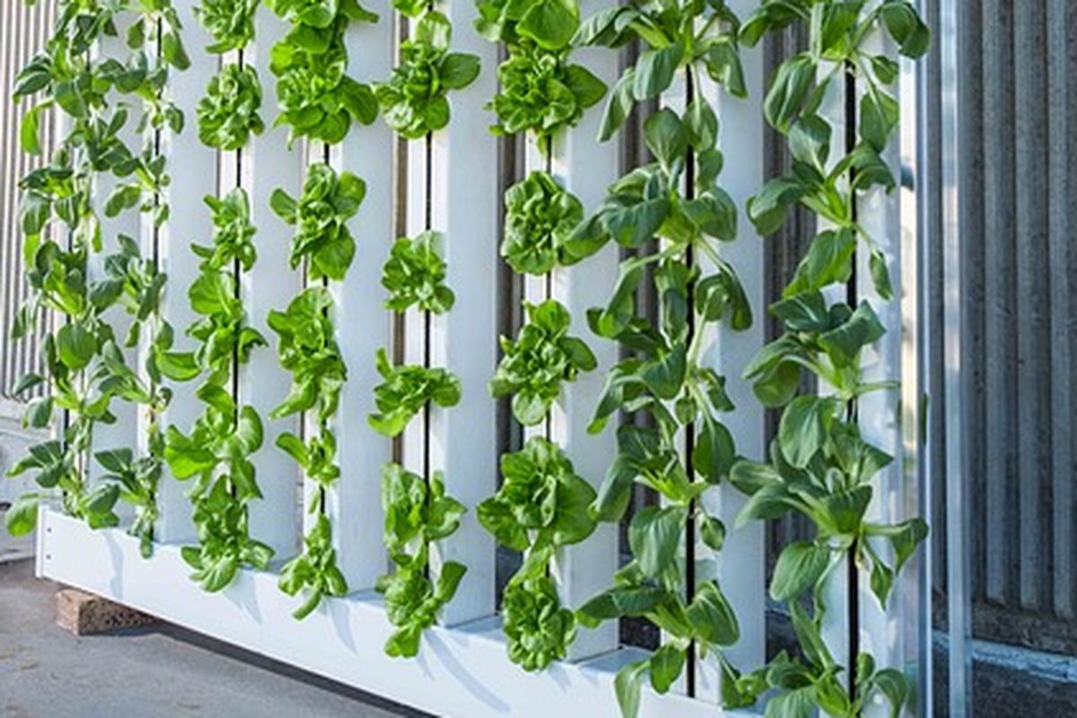 Contoh budidaya tanaman vertikultur