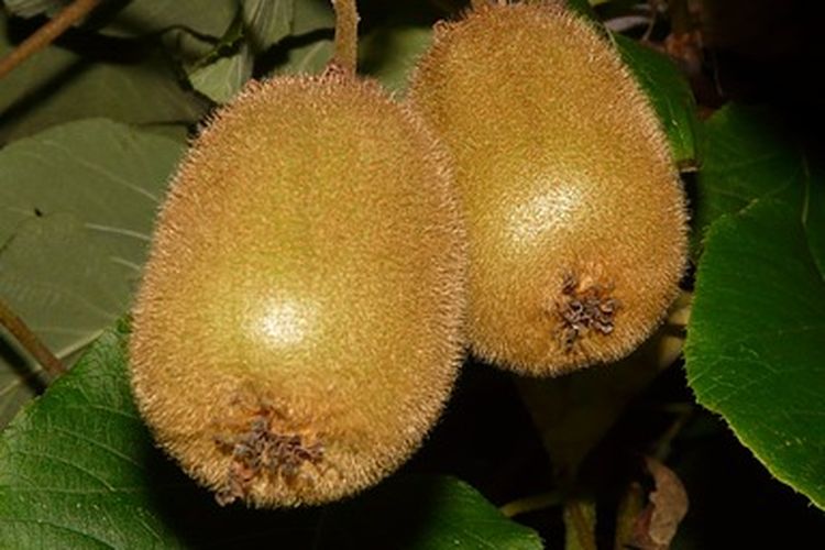 Buah kiwi, cara tanam kiwi