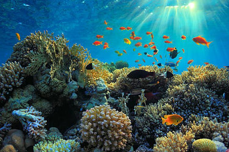 Ilustrasi ekosistem laut.