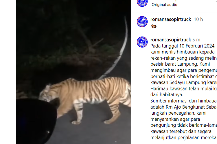Video pengendara mobil bertemu dengan macan di jalan raya