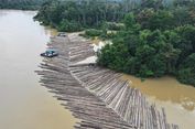 Video Viral Ratusan Kayu Gelondongan di Sungai Kapuas, Kemenhut Jelaskan Asalnya