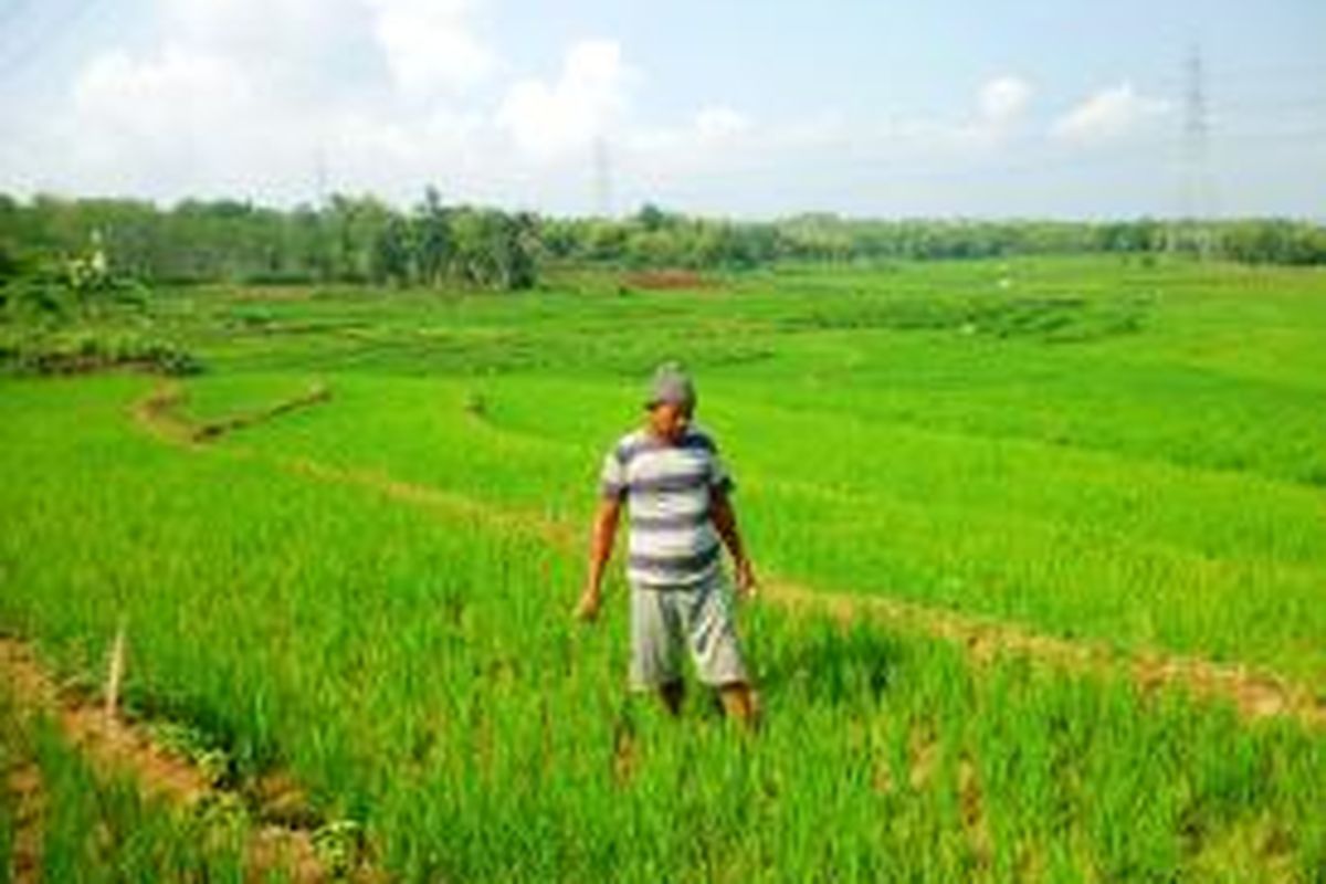 Rokhim (50) sedang menyiangi sawah miliknya di desa Kawengen, Ungaran   Timur, Kabupaten Semarang. Tanpa hujan yang cukup, ratusan hektar tanaman padi diarea   sawah tadah hujan di Ungaran akan mengalami gagal panen.