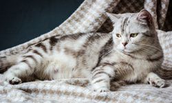 Ini 5 Tanda Kucing Mau Melahirkan