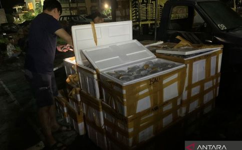 Indonesia's Police Tracing Coral Smugglers' Network in West Nusa Tenggara