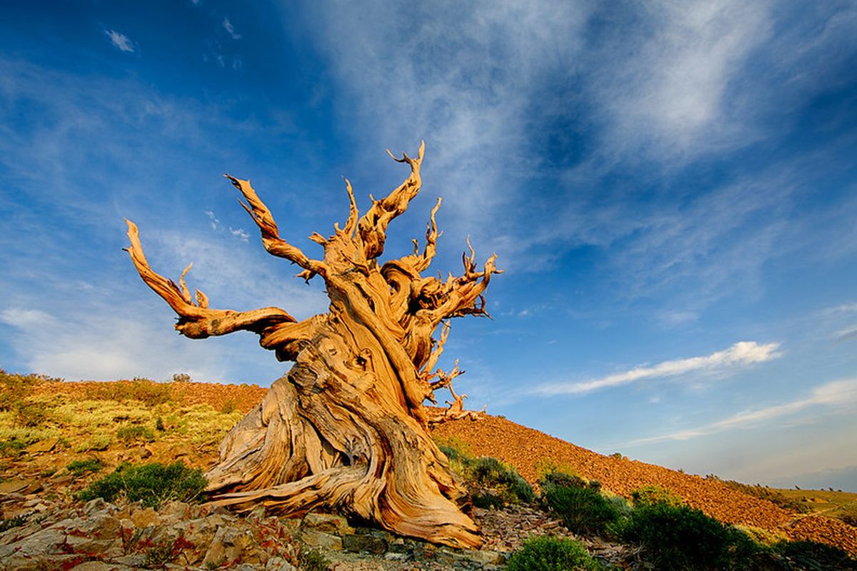 Methuselah, pohon tertua di dunia