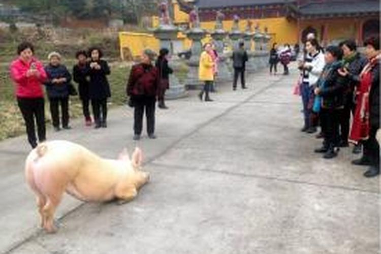 Puluhan pengunjung sebuah kuil Buddha di Wenzhou, China terpana melihat seekor babi yang terlihat seperti bersujud di luar kuil Buddha kota itu.