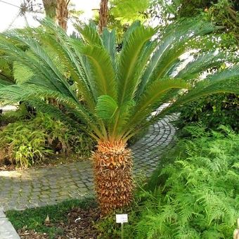 Cycas revoluta in a botanical garden maintained by the University of Düsseldorf.