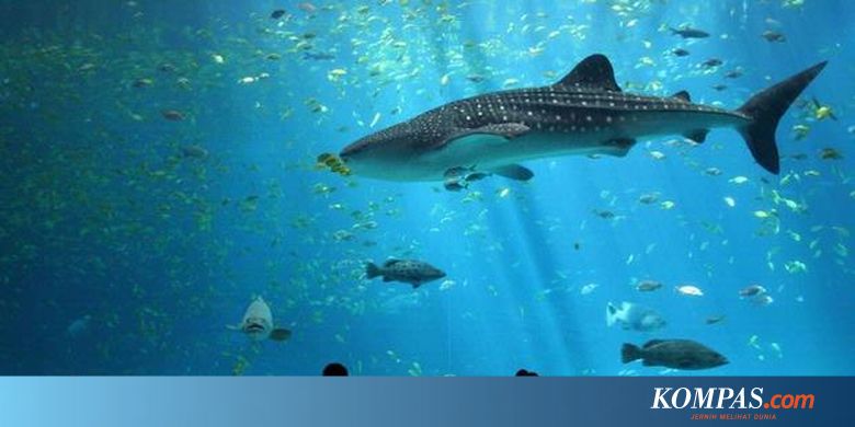 7600 Cara Membuat Kolase Ikan Hiu Gratis