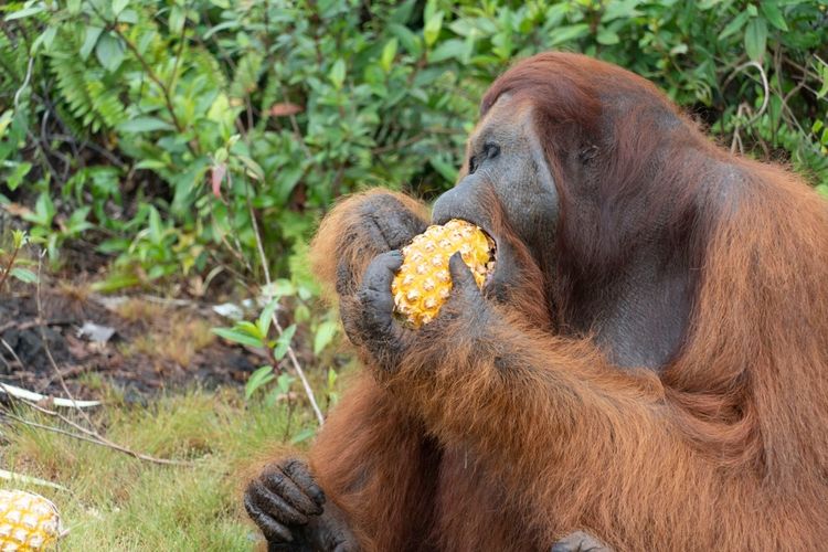 Balai Konservasi Sumber Daya Alam (BKSDA) Kalimantan Barat (Kalbar) dan IAR Indonesia kembali menyelamatkan satu individu orangutan jantan dewasa yang diberi nama Boncel di wilayah transmigrasi, Desa Sungai Pelang, Kecamatan Matan Hilir Selatan, Kabupaten Ketapang, Kalbar.