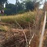 Kekeringan di Cianjur, Petani Panen Lebih Awal dan Kesulitan Air Bersih
