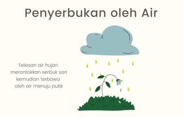 Ilustrasi Penyerbukan oleh Air