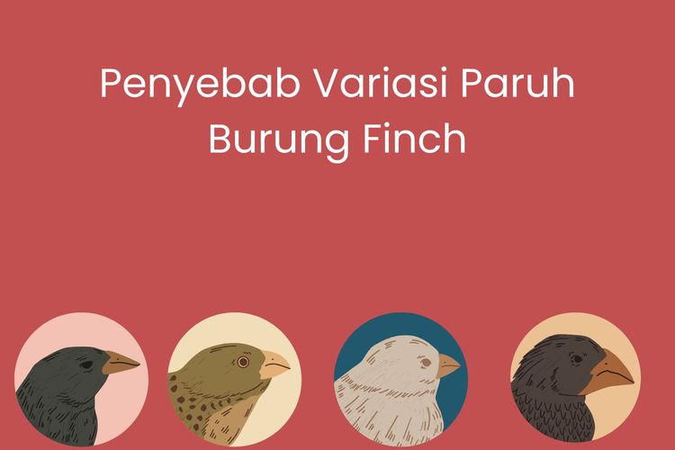Penyebab variasi paruh burung finch adalah adaptasi burung finch terhadap lingkungan dan sumber makanan mereka. Simak penjelasannya di bawah ini!