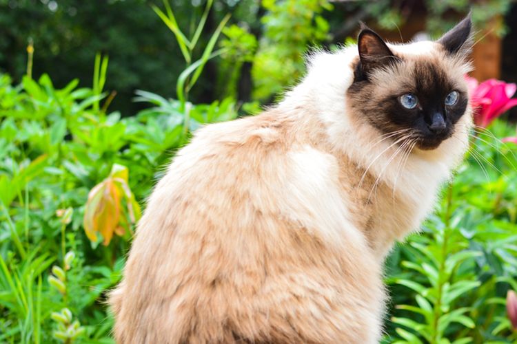 10 Ras Kucing Populer Asal Amerika Serikat, Penampilannya Unik