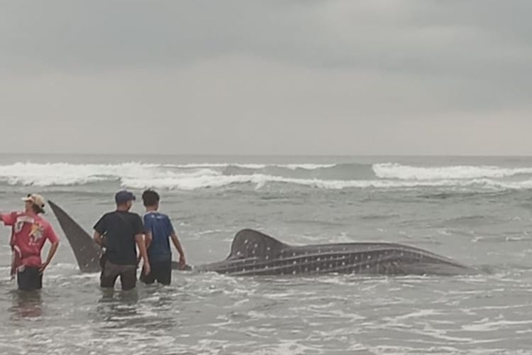 Bangkai hiu tutul terdampar di Pantai Parangtritis, Bantul, Kamis (16/11/2023) pagi.