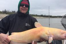 Seorang Nelayan Tangkap Ikan Lele Albino Sepanjang 1 Meter
