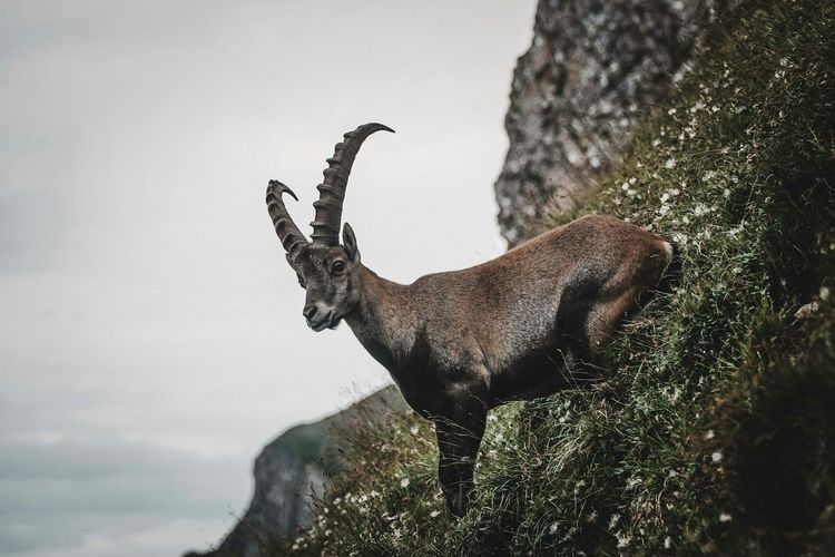 Capricorn termasuk daftar zodiak yang paling sabar.