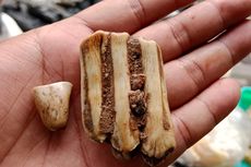 Gali Tanah untuk Bikin Batu Bata, Warga Klaten Temukan Gigi dan Tulang yang Diduga Milik Kerbau Jawa Kuno