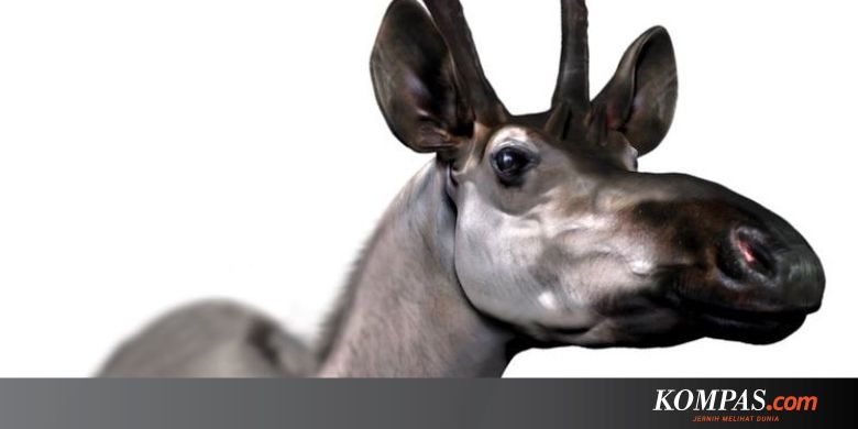 Fosil Nenek Moyang Luruskan Asal Usul Jerapah Yang Membingungkan