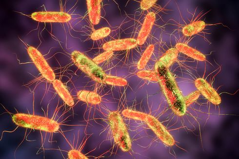 Infeksi Salmonella: Penyebab, Gejala, Pencegahan, dan Pengobatannya