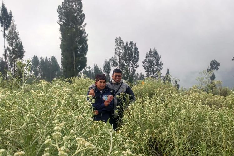 Pengunjung berfoto di hamparan bunga Edelweis Taman Edelweis, Desa Wisata Edelweis, Desa Wonokitri, Pasuruan, Jawa Timur