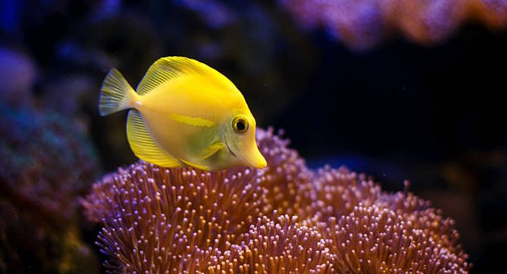 Ahli Sebut Manusia Berevolusi dari Ikan, Kok Kita Tak Punya Insang?