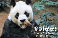 Panda Tertua di Dunia Meninggal pada Usia 35 Tahun di Hong Kong