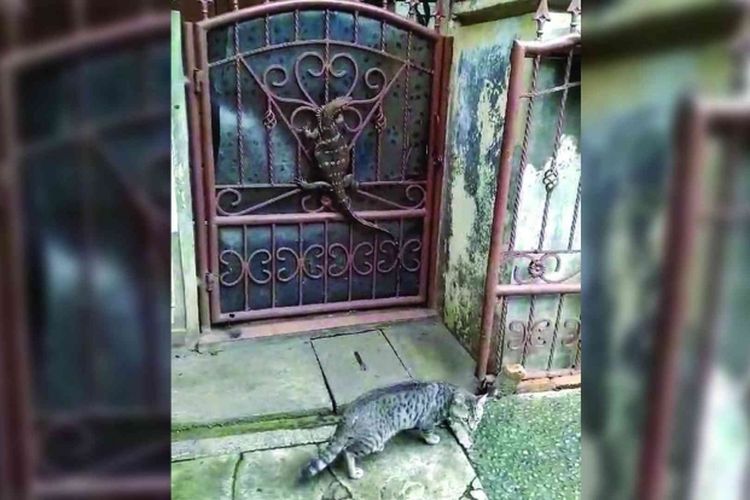 Relasi Manusia dan Alam, Biawak Terdesak, dan Sapu-Sapu Mendominasi