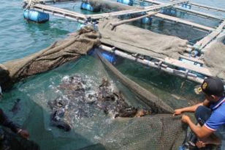Inilah ikan-ikan kerapu cantik yang tak lama lagi akan siap dipanen. Pemerintah Kabupaten Situbondo selama lima tahun belakangan mengembangkan budidaya ikan kerapu cantik di kawasan pesisirnya.