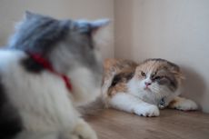 Penyebab Kucing Berkelahi dan Jenis-jenis Agresi