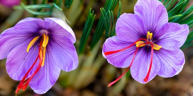 Saffron crocus. Bunga ini dibandrol dengan harga Rp22-28 juta dan menjadi salah satu bunga termahal di dunia.