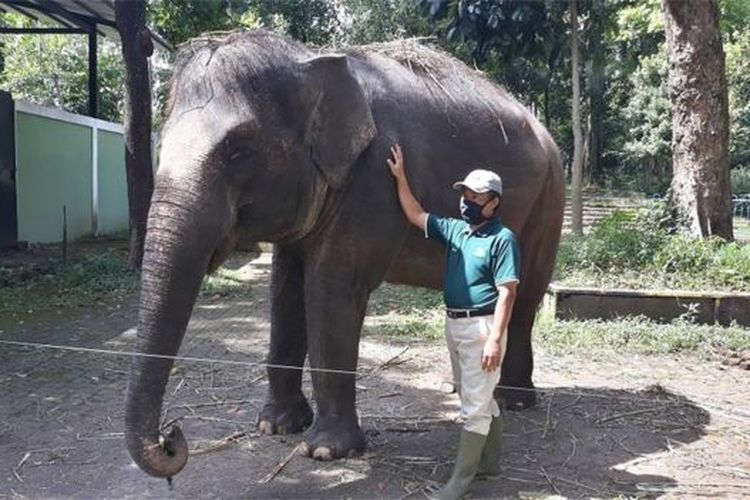Dalam sehari, seekor gajah di Bazoga harus diberi pakan sebanyak 3,5 kuintal atau 10?ri berat tubuhnya yang mencapai 3,5 ton. Itu adalah berat badan ideal seekor gajah Way Kambas, Lampung. 