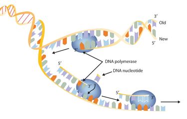 Sintesis DNA adalah contoh reaksi endergonik