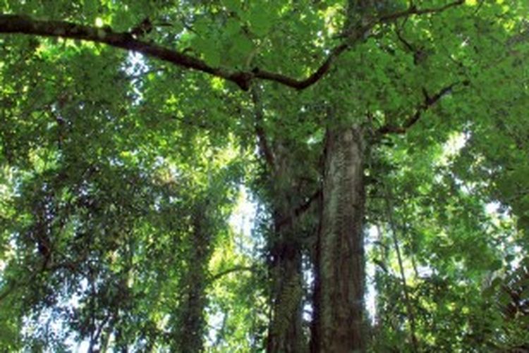 Kerapatan vegetasi di hutan Nantu membuat kanopi hutan hujan tropis ini cukup padat, yang menjadikan Nantu memiliki keanekaragaman hayati yang sangat tinggi.