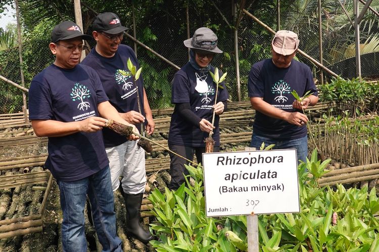 Balai Konservasi Sumber Daya Alam (BKSDA) Jakarta bersama Yayasan Konservasi Alam Nusantara (YKAN) dan Dow Indonesia melakukan penanaman mangrove di Kawasan SM Muara Angke, Jakarta, Kamis (13/7/2023).