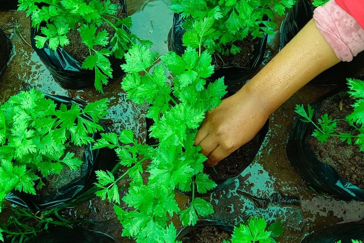 Ilustrasi menanam seledri di polybag. 