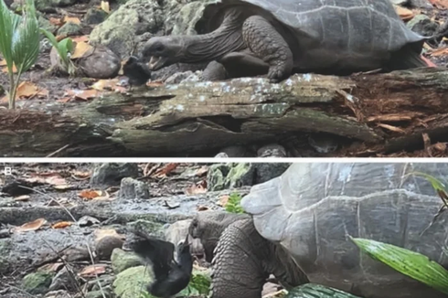 Pertama Kali, Kura-kura Tertangkap Kamera Memangsa Burung