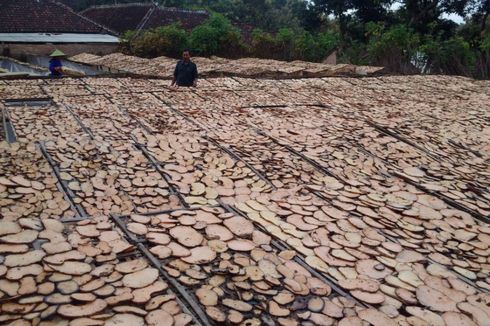 Porang Madiun Menjadi Buruan Pengusaha Jepang dan China