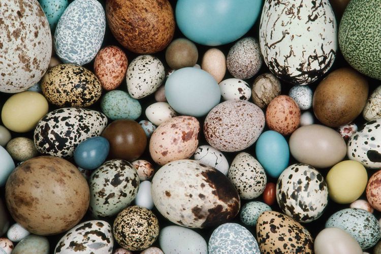 Berbagai jenis telur yang dihasilkan hewan ovipar