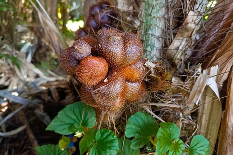 Ilustrasi menanam salak