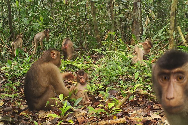 Sekelompok beruk (Macaca Nemestrina) yang termasuk spesies dilindungi kategori rentan tertangkap kamera di kawasan RER. 