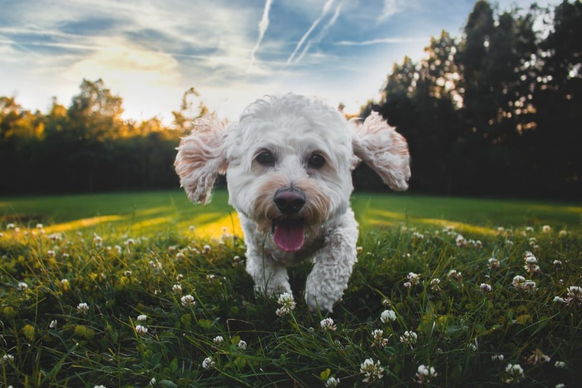 Ilustrasi anjing bermain di taman rumahIlustrasi anjing bermain di taman rumah