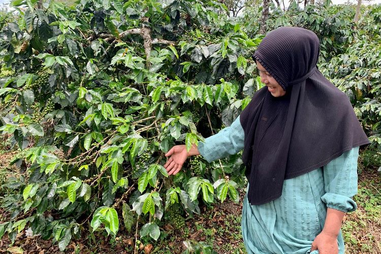 Pemerintah AS, melalui Badan Pembangunan Internasional AS (USAID), mengumumkan peluncuran Indonesia Coffee Enterprise Resilience Initiative (Resilient Coffee) pada Senin (19/12/2022).