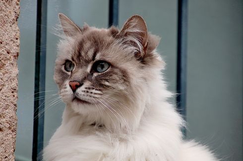 Sering Dikira Sama, Ini 6 Perbedaan Kucing Angora dan Kucing Persia