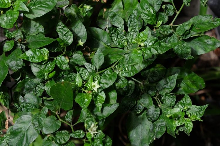 Ilustrasi tanaman cabai yang terserang hama kutu daun. 