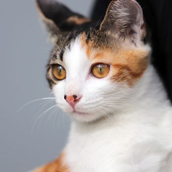 Ilustrasi kucing belang tiga atau calico. 