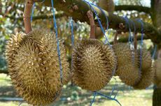 Durian Tak Boleh Dimakan Bersamaan dengan Apa Saja? Ini Daftarnya